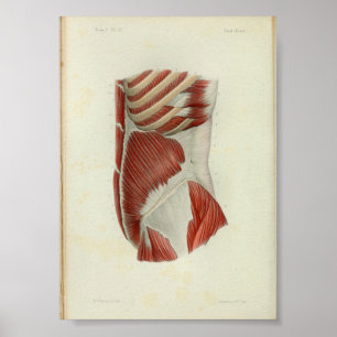 1844 Vintage Anatomie-Druck Muskeln Torso Poster