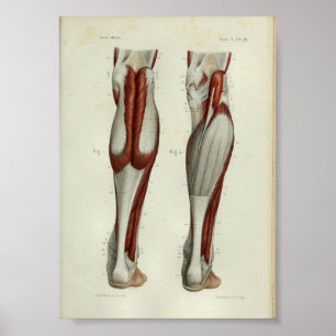 1844 Vintage Anatomie Druck Muskeln Wade Poster