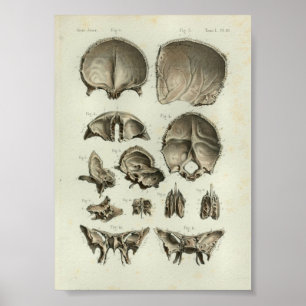 1844 Vintage Anatomie-Druck Schädelknochen Poster