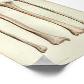 1844 Vintage Anatomie-Druck Tibia Fibula Poster (Ecke)