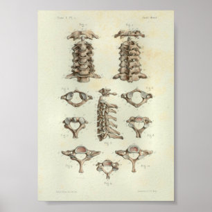 1844 Vintage Anatomie Druck Zervikalspine Poster