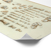 1844 Vintage Anatomie Druckfussknochen Poster (Ecke)