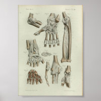 1844 Vintage Anatomie DruckGemeinsame Artikulation