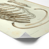 1844 Vintage Anatomie Druckkäfig Poster (Ecke)