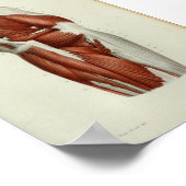 1844 Vintage Anatomie Druckmuskeln Angesagt Poster (Ecke)