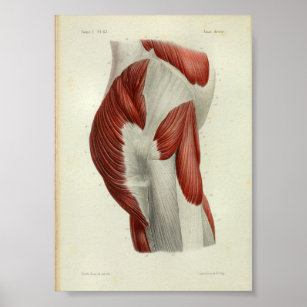 1844 Vintage Anatomie Druckmuskeln Angesagt Poster