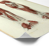 1844 Vintage Anatomie Druckmuskeln Arm Poster (Ecke)