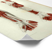 1844 Vintage Anatomie Druckmuskeln Arm Poster (Ecke)