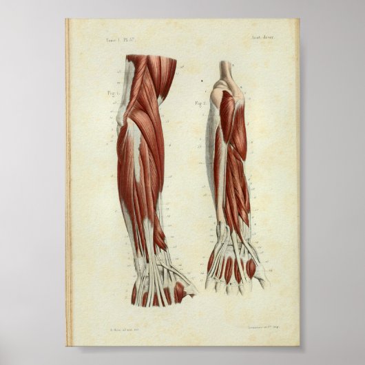 1844 Vintage Anatomie Druckmuskeln Arm Poster (Vorne)