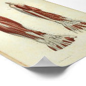 1844 Vintage Anatomie Druckmuskeln Arm Poster (Ecke)