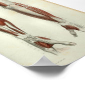 1844 Vintage Anatomie Druckmuskeln Arm Poster (Ecke)