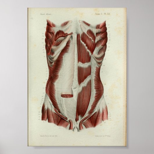 1844 Vintage Anatomie Druckmuskeln Brust Poster (Vorne)