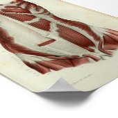 1844 Vintage Anatomie Druckmuskeln Brust Poster (Ecke)