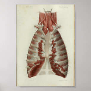 1844 Vintage Anatomie Druckmuskeln Brust Poster