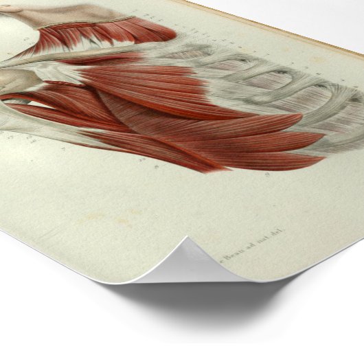 1844 Vintage Anatomie Druckmuskeln Brust Poster (Ecke)