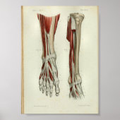 1844 Vintage Anatomie Druckmuskeln Fuß Poster (Vorne)