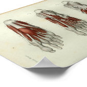1844 Vintage Anatomie Druckmuskeln Fuß Poster (Ecke)