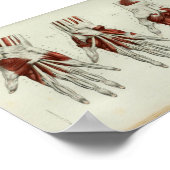 1844 Vintage Anatomie Druckmuskeln Hand Poster (Ecke)