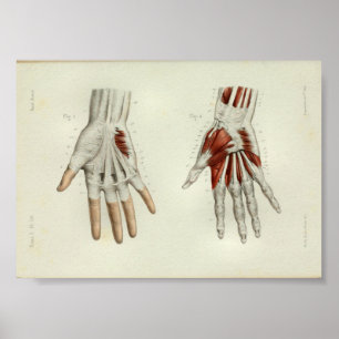 1844 Vintage Anatomie Druckmuskeln Hand Poster