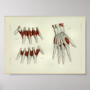 1844 Vintage Anatomie Druckmuskeln Hand Poster