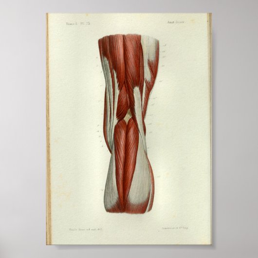 1844 Vintage Anatomie Druckmuskeln Knie Poster (Vorne)