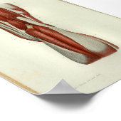 1844 Vintage Anatomie Druckmuskeln Knie Poster (Ecke)