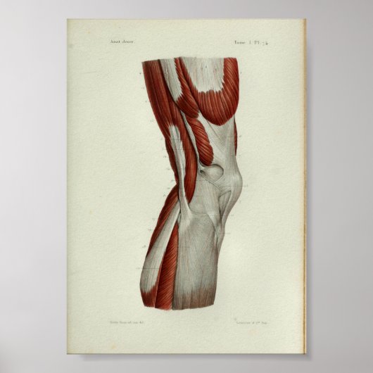 1844 Vintage Anatomie Druckmuskeln Knie Poster (Vorne)