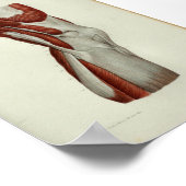 1844 Vintage Anatomie Druckmuskeln Knie Poster (Ecke)