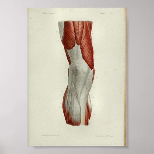 1844 Vintage Anatomie Druckmuskeln Knie Poster (Vorne)