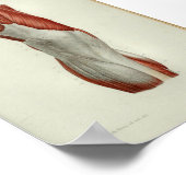 1844 Vintage Anatomie Druckmuskeln Knie Poster (Ecke)