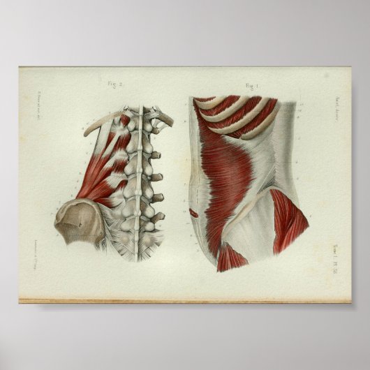 1844 Vintage Anatomie Druckmuskeln Lumbar Poster (Vorne)