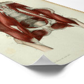 1844 Vintage Anatomie Druckmuskeln Pelvic Poster (Ecke)