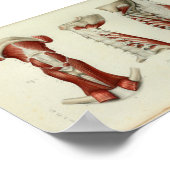 1844 Vintage Anatomie Druckmuskeln Poster (Ecke)