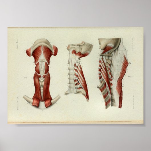1844 Vintage Anatomie Druckmuskeln Poster (Vorne)