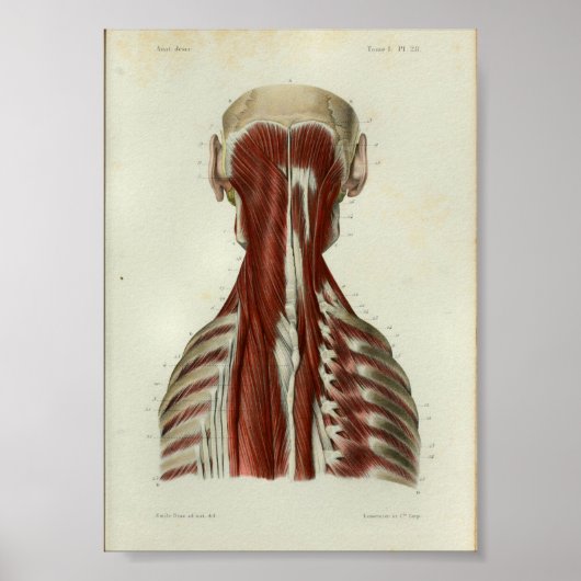 1844 Vintage Anatomie Druckmuskeln Poster (Vorne)