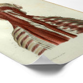 1844 Vintage Anatomie Druckmuskeln Poster (Ecke)