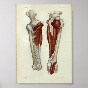 1844 Vintage Anatomie Druckmuskeln Poster