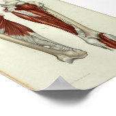 1844 Vintage Anatomie Druckmuskeln Poster (Ecke)