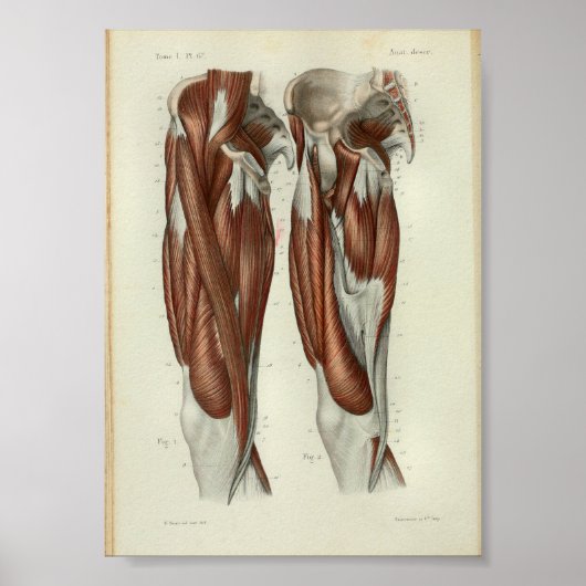 1844 Vintage Anatomie Druckmuskeln Poster (Vorne)