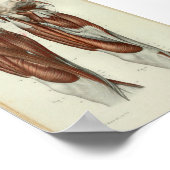 1844 Vintage Anatomie Druckmuskeln Poster (Ecke)