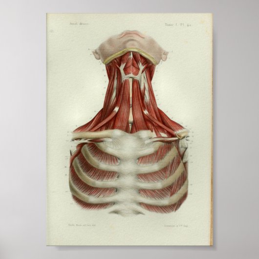1844 Vintage Anatomie Druckmuskeln Poster (Vorne)