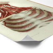 1844 Vintage Anatomie Druckmuskeln Poster (Ecke)