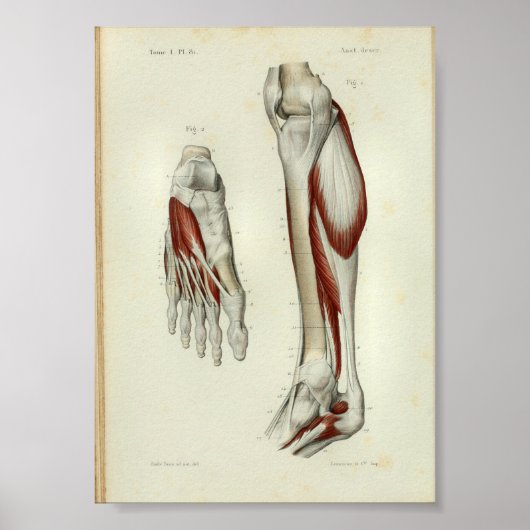 1844 Vintage Anatomie Druckmuskeln Poster (Vorne)