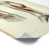 1844 Vintage Anatomie Druckmuskeln Poster (Ecke)