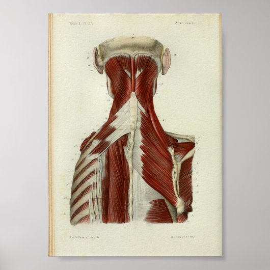 1844 Vintage Anatomie Druckmuskeln Poster (Vorne)
