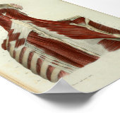 1844 Vintage Anatomie Druckmuskeln Poster (Ecke)