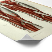 1844 Vintage Anatomie Druckmuskeln Poster (Ecke)