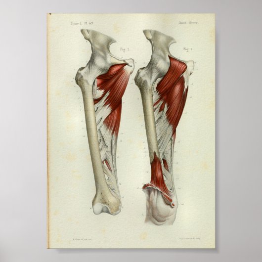 1844 Vintage Anatomie Druckmuskeln Poster (Vorne)