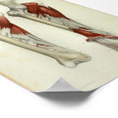1844 Vintage Anatomie Druckmuskeln Poster (Ecke)