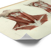 1844 Vintage Anatomie Druckmuskeln Poster (Ecke)